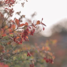 Meditaties voor persoonlijke ontwikkeling, zelfonderzoek en heling