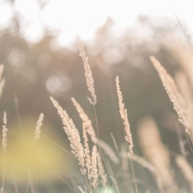 Vele hoge Lichtwezens en Energie-uitwisseling met de Nieuwe Aarde