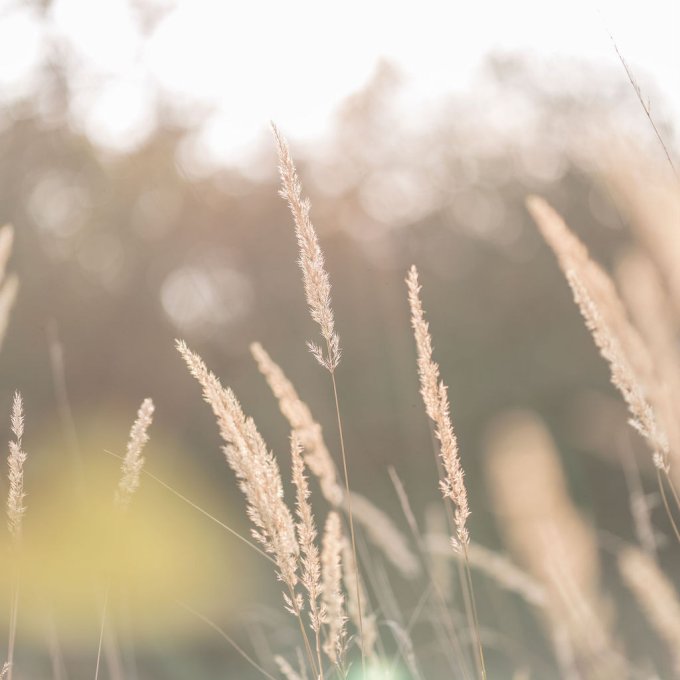 Liefdevolle Licht meditaties voor Verfijning en Verlichting